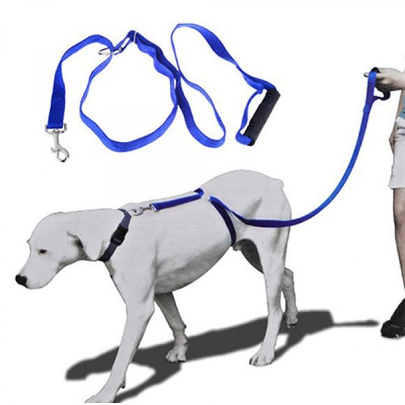 Instant Trainer Leash Köpek Tasması