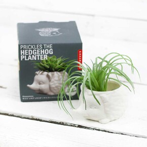 Kikkerland PRICKLES THE HEDGEHOG PLANTER Seramik Kirpi Saksı - Thumbnail